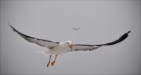 Sea Gull